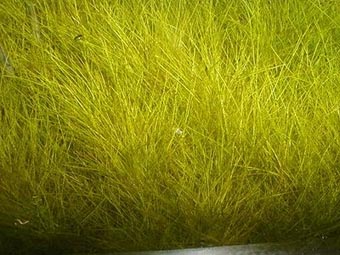 Eleocharis vivipara